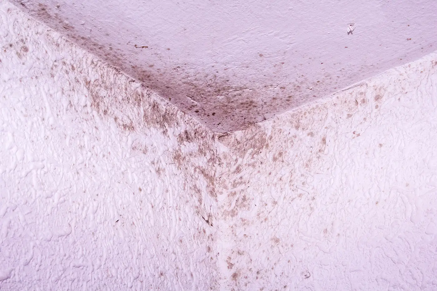Schimmelbefall an einer Wand