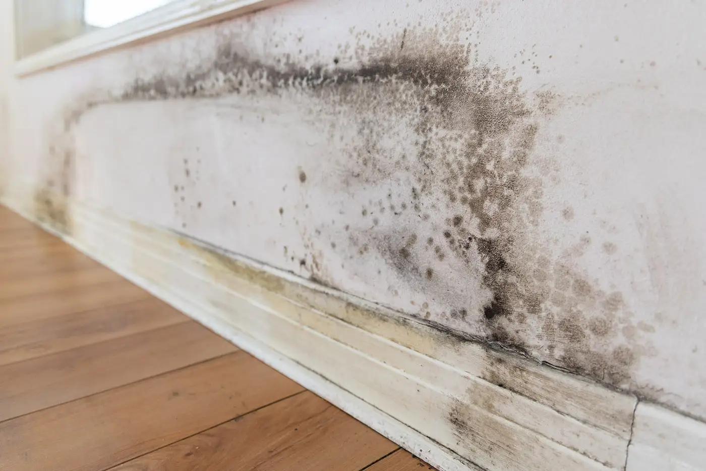 Schimmelbefall an einer Wand