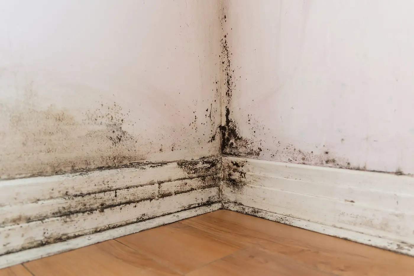 Schimmelbefall an einer Wand